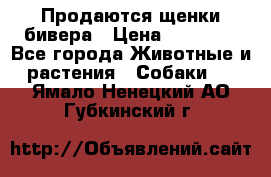 Продаются щенки бивера › Цена ­ 25 000 - Все города Животные и растения » Собаки   . Ямало-Ненецкий АО,Губкинский г.